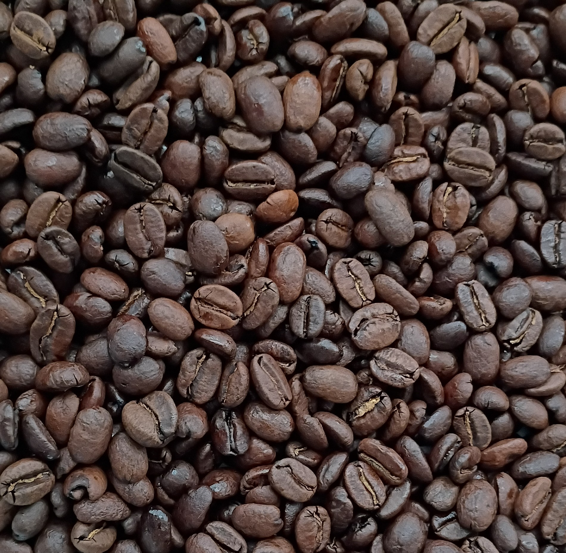 Overton Park - Medium Roast